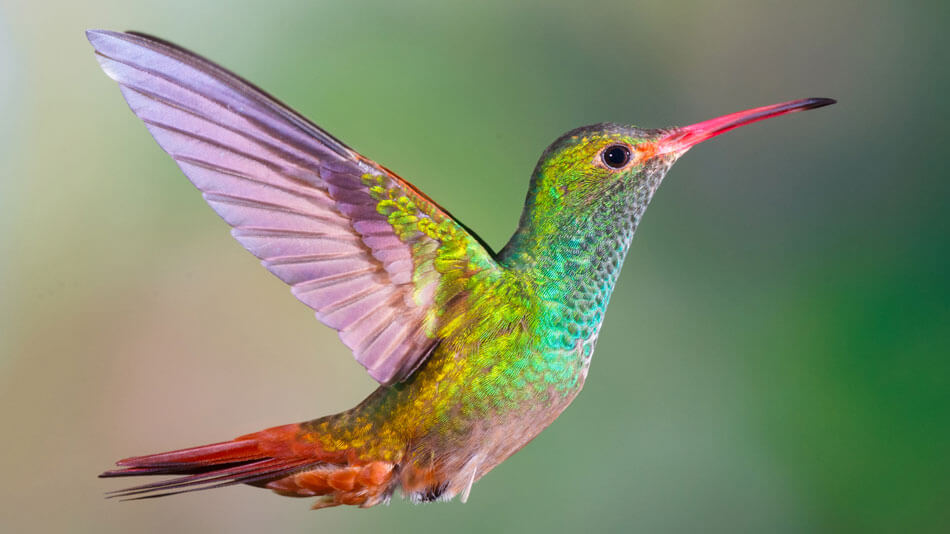 Hummingbird-The-Mind-reading-Algorithm